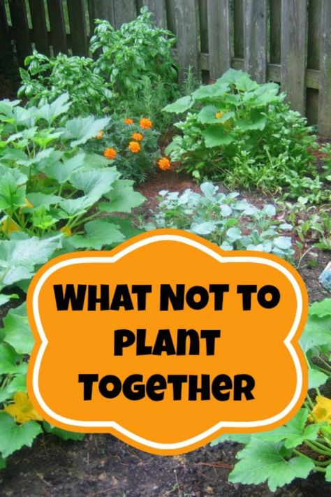 Growing Tomatoes In Containers, Container Vegetables, Survival Gardening, Have Inspiration, Homestead Survival, The Secret Garden, Flowers Garden, Veggie Garden, Companion Planting