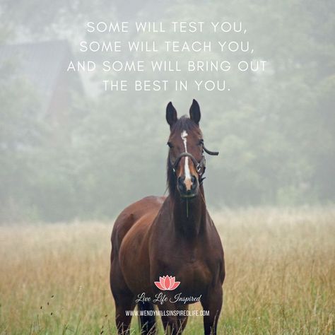 truth Horse Poems, Equine Quotes, Trail Riding Horses, Inspirational Horse Quotes, Horse Riding Quotes, Equestrian Quotes, Riding Quotes, Horse Riding Tips, Horse Therapy