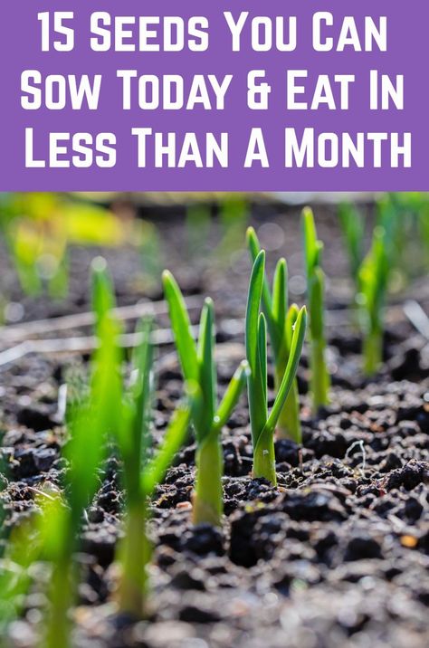 It can often take many months to go from seed to food - but with these fast growing edibles you can plant them today and be eating them in less than a month. Seeds From Produce, Planting Ideas Outdoor, Fast Growing Vegetables, Gardening Tips And Tricks, Grow From Seed, When To Plant Vegetables, Vegetable Garden Diy, Survival Gardening, Garden Veggies