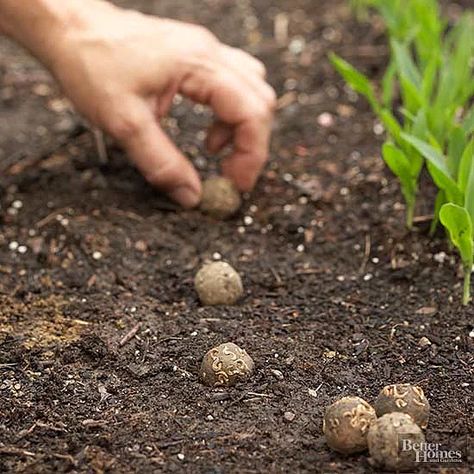 Planting When To Plant Bulbs, Seeds Planting, Strawberry Varieties, Cherry Tomato Plant, Seed Planting, Mud Pies, Seed Balls, Tattoo Plant, Seed Pots