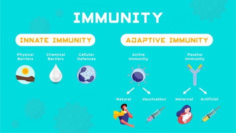 Innate vs Adaptive Immunity | Technology Networks Adaptive Immunity, Innate Immunity, The Immune System, Immune Response, Medical Science, Microbiology, Immune System, Anatomy, Google Images