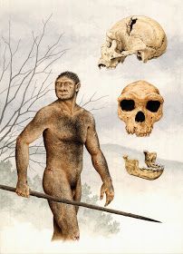 Drawings & Scientific Illustration of Nature, by Marcos Oliveira Homo Heidelbergensis, Homo Habilis, Prehistoric Age, Becoming Human, Human Evolution, Language Art, Art Tumblr, Paleo Art, Scientific Illustration