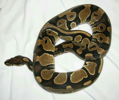 Normal Het Pied Ball Python Male Pied Ball Python, Pretty Ball Python Morphs, Cool Ball Python Morphs, Piebald Ball Python, Lemon Blast Ball Python, Ball Python Axanthic, Ball Python Morphs, Ball Pythons, Ball Python