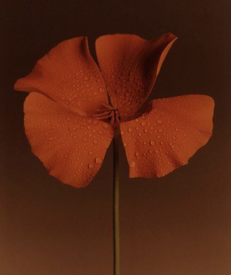 Colour Study, Red Colour Palette, Study Photography, Still Life Photos, Scent Notes, No Rain, California Poppy, Crimson Red, Color Studies