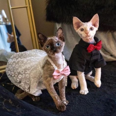 Hairless Cat Sphynx, Outfits With Pink, Cute Hairless Cat, Cat Tuxedo, Hairless Cats, Soft Dresses, Devon Rex Cats, Sphynx Cats, Sphinx Cat