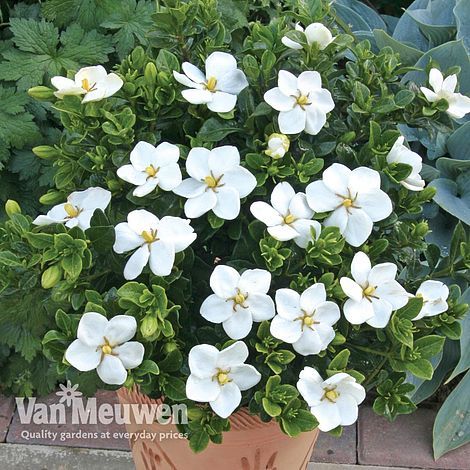 Gardenia jasminoides 'Kleim's Hardy' | Van Meuwen Gardenia Care, Gardenia Shrub, Italian Patio, Gardenia Jasminoides, Gardenia Plant, Bigleaf Hydrangea, Gardenia Flower, Decorative Plants, Jasmine Plant