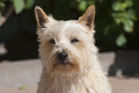 Cairn Terrier Scottish, #Cairn, #Scottish, #Terrier Cairn Terrier Puppies, Scottish Animals, Bichon Havanais, Gifts For Animal Lovers, Bored Dog, Teacup Puppies For Sale, Cairn Terriers, Animation Videos, Lover Jewelry