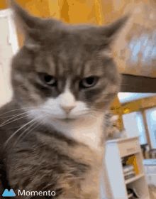 Suspense Suspicious GIF - Suspense Suspicious Evil - Discover & Share GIFs Gif Angry, Question Gif, Cat Typing Gif, Dont Talk To Me Im Angry Cat, Thug Life Cat, Angry Cat Gif, Yippie Yippie Cat Gif, Cat Angry Video, Cat Questions