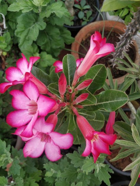 Adenium flowers Adenium Flowers, Terrace Garden, Desert Rose, Beautiful Flowers, Terrace, Plants, Flowers, Travel