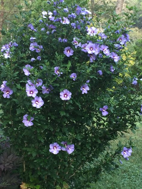 On Cape Cod many grow, and love, their Rose of Sharon shrubs, Hibiscus syriacus. They are a favorite late-summer bloomer with single or double flowers in shades of pink, white, lavender or blue. This large-growing, upright shrub is often used in mixed shrub borders and privacy plantings, or in foundation beds where they can grow… Rose Of Sharon Bush, Nail Art Rose, Wallpaper Rose Gold, Hibiscus Shrub, Shade Loving Shrubs, Flowers At Home, Rose Gold Nail Polish, Texas Plants, Hibiscus Syriacus