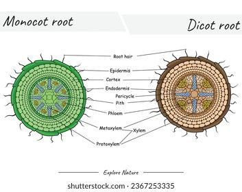 Structure of Monocot root and dicot root. This content is suitable for scientific illustrations, educational materials, botanical articles, or projects that require visualization of root. Biology Facts, Finance Education, Photo Wedding Invitations, Scientific Illustration, Travel Brochure, Schedule Design, Color Palette Generator, Holiday Illustrations, Collage Maker