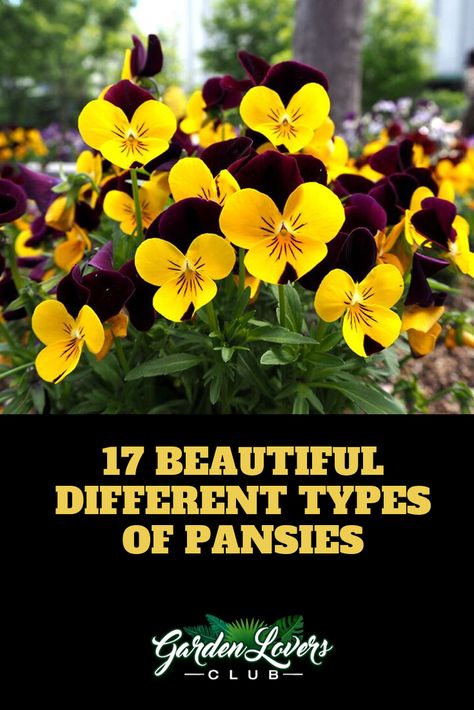 17 Beautiful Different Types of Pansies Pansy Garden Ideas, Pansy Varieties, Growing Pansies, Pansy Garden, Biennial Plants, Purple Pansy, Plant Guide, Special Flowers, Front Lawn