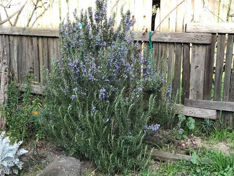 Treats For Chickens I What's With All The Rosemary In My Run? – Treats for Chickens™ Vines For Chicken Coop, What To Plant In A Chicken Run, Plants Inside Chicken Run, Chicken Proof Plants, Plants In Chicken Run, Chicken Run Plants, Plants For Chicken Run, Plants Around Chicken Coop, Chicken Run Garden