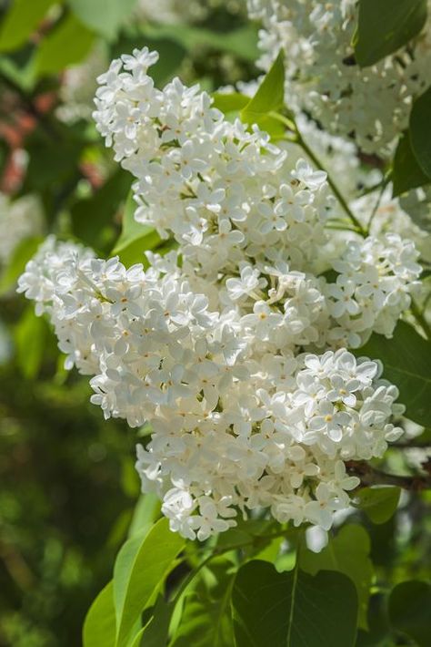 Flower Aesthetic White, White Flower Aesthetic, White Flowers Aesthetic, Mock Orange Shrub, White Flower Arrangement, Lilac Painting, Syringa Vulgaris, White Flower Arrangements, White Lilac