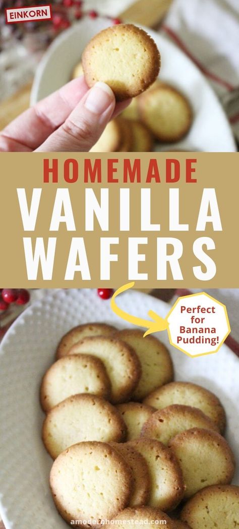 Make these homemade vanilla wafers for the perfect little snack anytime! Homemade Vanilla Wafers Recipe, Vanilla Wafers Recipe, Homemade Vanilla Wafers, Wafer Recipe, Vanilla Wafer Recipe, Wafers Recipe, Vanilla Wafer Cookies, Today Recipes, Pudding Cakes