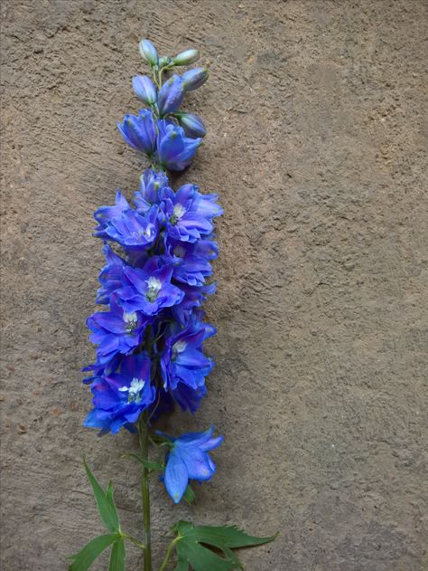 Blue Snapdragons, Dark Blue Delphinium, Delphinium Tattoo, Delphinium Bouquet, Delphinium Flower, Delphinium Blue, Larkspur Flower, Delphinium Flowers, Blue Delphinium