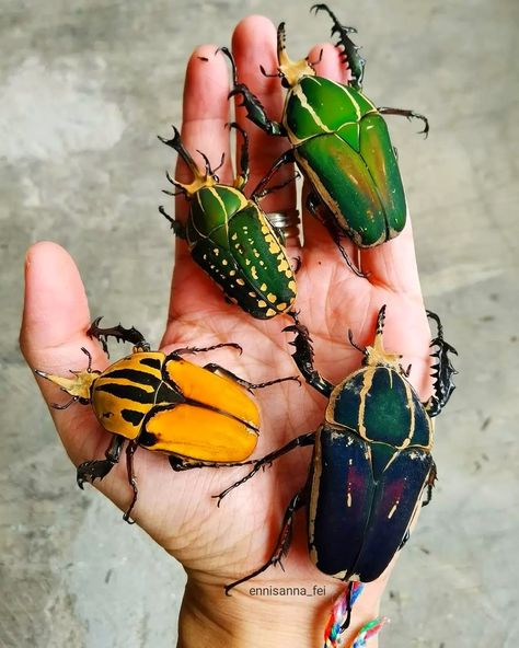 ☪️MACRO WORLD OF CREATURES☪️ on Instagram: “Giant flower beetle from Africa Mecynorhina torquata ugandensis Mecynorhina polyphemus Mecynorhina oberthuri oberthuri 🔻🔺🔻🔺🔻🔺🔻🔺🔻🔺🔻 ANOTHER…” Flower Beetle, Zoo Coloring Pages, Whimsical Furniture, The Beetle, Insect Collection, Cool Bugs, Stag Beetle, African Flowers, A Bug's Life