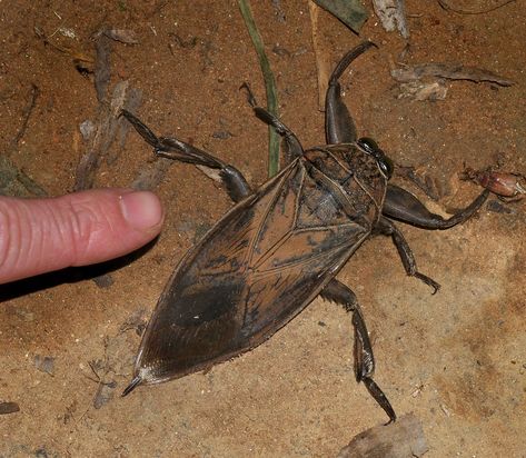 Hercules Moth, Hawk Species, Water Bug, Tarantula Hawk, Goliath Beetle, Hercules Beetle, Longhorn Beetle, Moth Species, Aquatic Insects