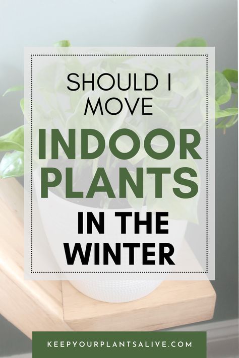 Should I move my indoor plants away from the window in the winter? Window Seal Plants, Drafty Windows, Porch Plants, Natural Fertilizer, Winter Plants, Window Seal, Do's And Don'ts, Room With Plants, Winter House