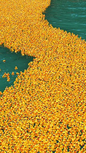 Internal Hires Need Orientation Too Duck Wallpaper, Cute Ducklings, Rubber Duckies, Rubber Ducks, Rubber Ducky, Yellow Aesthetic, Mellow Yellow, Rubber Duck, Vintage Aesthetic