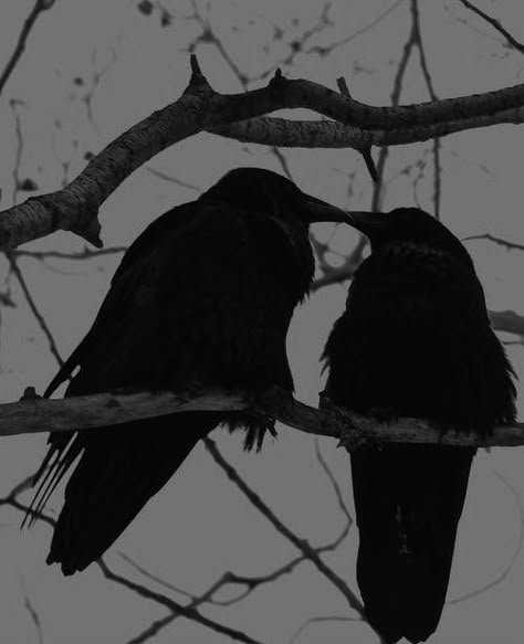 Crow Aesthetic, Raven Aesthetic, Crows Aesthetic, Darkest Academia, Black Birds, Dark Love, Talk A Lot, Horror Themes, Crows Ravens