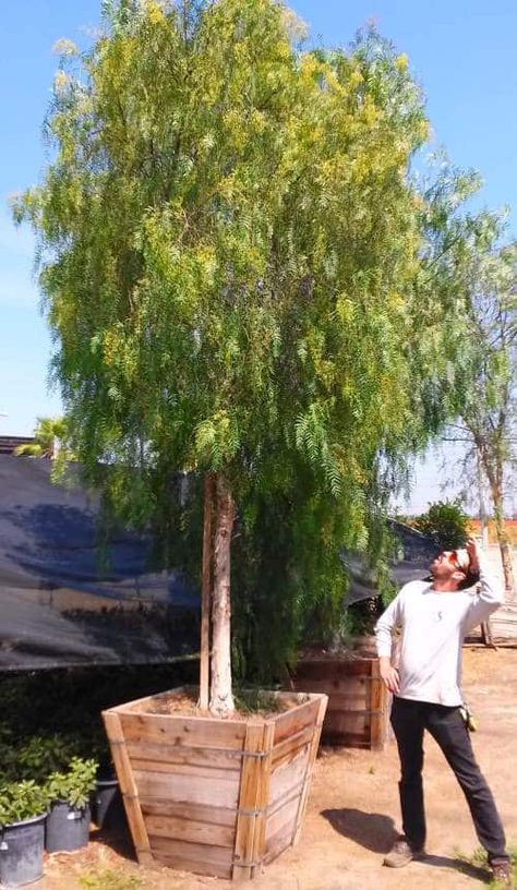 California Pepper Tree, Peppercorn Tree, Pepper Garden, California Landscaping, Canyon Landscape, Backyard Flowers Garden, Landscape Nursery, Ranch Ideas, Fast Growing Evergreens