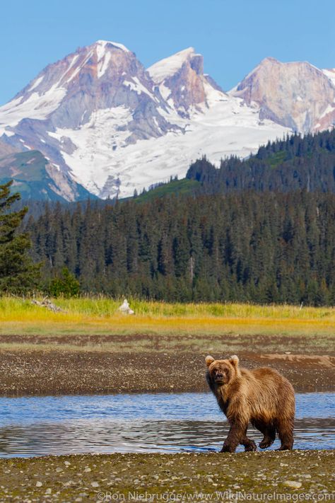 Bears Photography, Alaskan Wildlife, Listening Device, Alaska Photography, Bear Photo, Alaska Photos, California Nature, Boreal Forest, National Park Photos