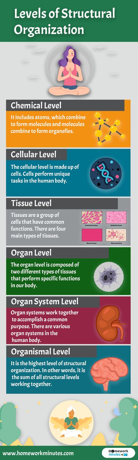 Humans have six primary levels of structural organization, Here is the ultimate guide of structural organization you must know Before you read levels of structural organization, you should know the underlying structure architecture of the human body. In simple words, how the smallest parts of the body assembled into larger structures. The organization of the body discussed here in terms of six distinct levels of complexity. Levels Of Structural Organization, Levels Of Organization Anatomy, Homework Help Website, Nervous System Anatomy, Study Well, Nurse Study, Chemistry Education, Nurse Study Notes, Tissue Types