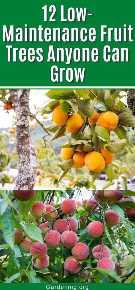 12 Low-Maintenance Fruit Trees Anyone Can Grow Avocado Types, Dragon Fruit Tree, Small Fruit Trees, Types Of Cherries, Fruit Tree Garden, Growing Fruit Trees, Avocado Tree, Gardening Flowers, Mulberry Tree