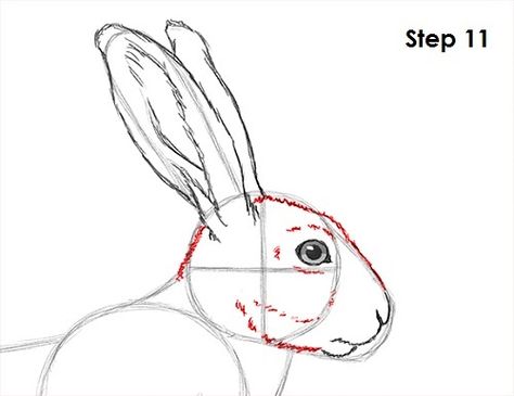 How To Draw A Hare, Jack Rabbit Drawing, Hare Head Drawing, Hare Drawing Illustration, Simple Hare Drawing, Hare Outline Drawing, Drawing Rabbits, Drawing Bunnies, Pencil Drawings Of Hares