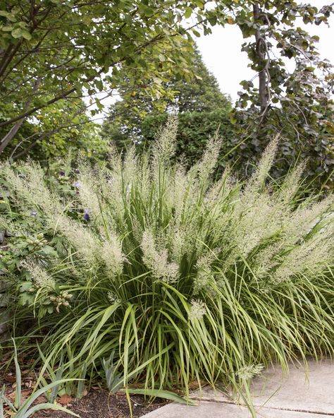 Calamagrostis Brachytricha, Ornamental Grass Landscape, Feather Reed Grass, Perennial Grasses, Ornamental Grass, Grasses Landscaping, Shade Flowers, Grasses Garden, Small Potted Plants