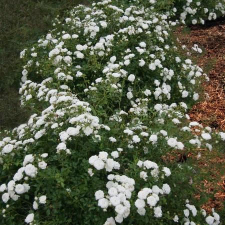 Icy Drift® Roses for Sale– FastGrowingTrees.com Drift Roses, Garden Mum, Miracle Grow, Rose Bushes, Rose Varieties, Fast Growing Trees, Shrub Roses, Peat Moss, Rose Bush