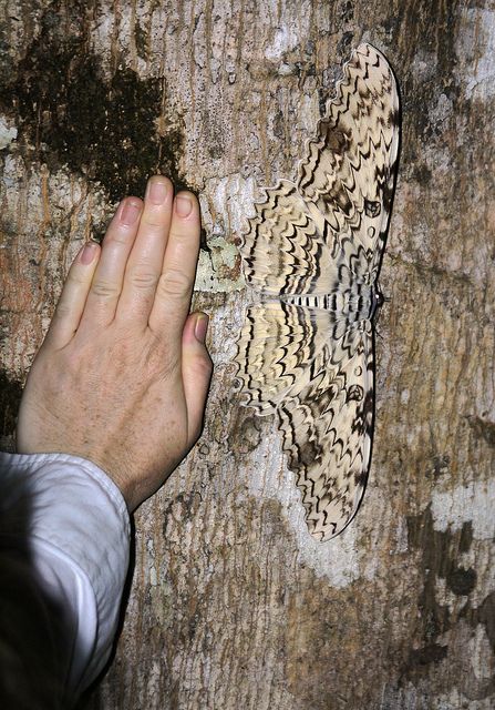 White Witch moth (Thysania agrippina). This species has the longest wingspan of any moth or butterfly in the world--up to 12 inches (31cm). White Witch Moth, White Luna Moth, Albino Luna Moth, Witch Moth, Huge Moth, Beautiful Moths, Large Tolype Moth, Moth Drawing, Atlas Moth