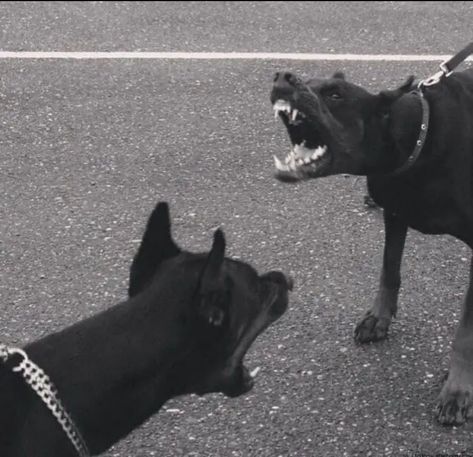 Dog Snarling, Doberman Barking, Black Doberman, Angry Dog, Doberman Pinscher Dog, Scary Dogs, จีซอง Nct, Doberman Dogs, Aggressive Dog