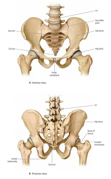 Pelvis Bone, Human Skull Anatomy, Pelvis Anatomy, Bone Anatomy, Human Skeletal System, Human Skeleton Anatomy, Leg Anatomy, Skull Anatomy, Anatomy Bones