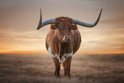 7 Gorgeous Photos From National Geographic Longhorn Wallpaper, Sea Turtle Images, Western Aesthetic Wallpaper, Good Phone Backgrounds, Long Horns, Cow Photography, Turtle Images, Longhorn Cattle, Longhorn Cow