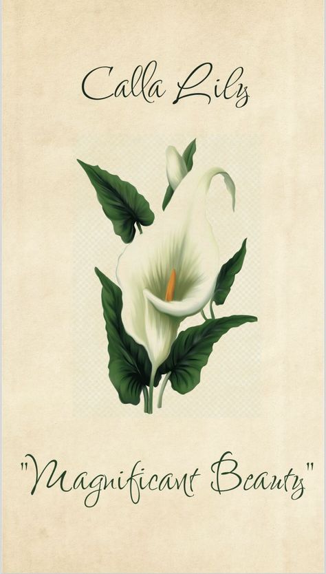 Calla Lily Flower, Lily Flower, Calla Lily, Durham, Lily, Flowers, Beauty