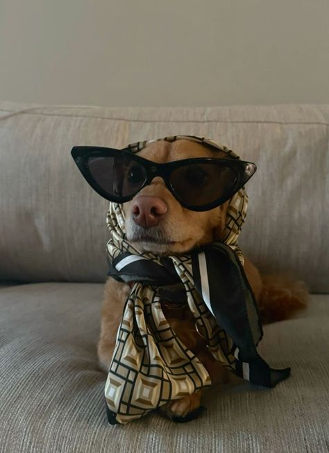 Chihuahua Dachshund Mix Dogs, Wiener Dog Aesthetic, Dachshund Photoshoot, Weiner Dog Aesthetic, Dashund Dogs, Dachshund Aesthetic, Weenie Dogs Funny, Dachshund Cute, Weenie Dog