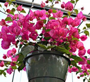 Bougainvillea Hanging Basket, Tropical Hanging Baskets, Hanging Bougainvillea, Potted Plants Full Sun, Hanging Flowering Plants, Heat Tolerant Plants, Full Sun Flowers, Plants In Baskets, Hanging Plants Outdoor