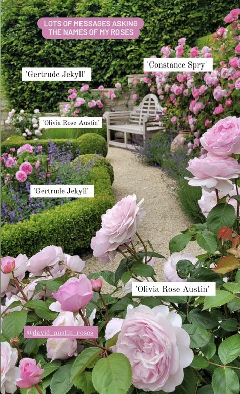 Rose Garden Plans Layout, Rose Garden At Home, Rose Hedge Fence, Secret Garden Design Layout, English Rose Garden Design, Rose Bushes Landscape Backyards, European Garden Landscaping, Rose Garden Design Layout, Flower Garden Ideas In Front Of House