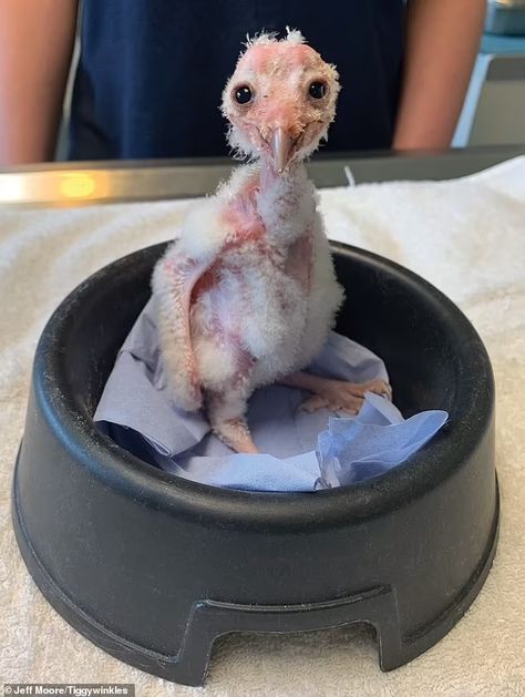 She was a twit twoo small: Ollie the tiniest baby owl charity ever helped makes astonishing recovery | Daily Mail Online Owl Meme, Meme Cats, Ugly Cat, Small Owl, Baby Owl, Baby Owls, Beautiful Animals, Natural Baby, Cat Memes