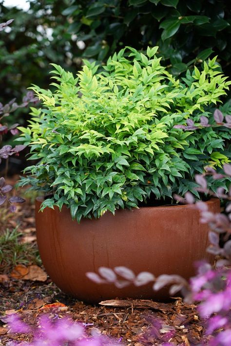 Nandina Magical Lemon Lime 'Lemlim' potted into a rust-coloured pot. 
 - Features zesty lime foliage year-round
 - Suitable for garden beds and containers
 - Full sun Lemon Grass In Pots, Potted Lemongrass Plant, Nandina Lemon Lime, Lemon Lime Dracaena Plant, Dracaena Lemon Lime, Lemon Lime Nandina, Water Wise Plants, Australian Garden, Water Wise