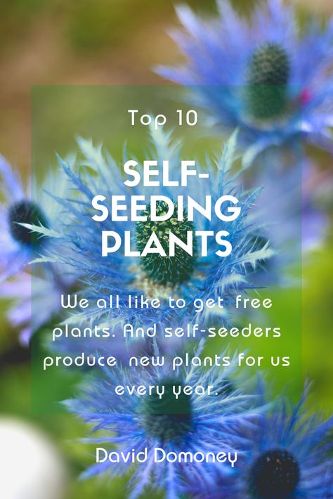 We all like to get free plants. And self-seeders produce new plants for us every year.  #garden #gardens #gardening #nature #plants #plants #flower #flowers #urbangarden #urbangardening #cottage #cottagegarden #poppy #seaholly #foxglove Garden Filler Plants, Seaholly Flowers, Low Maintenance Garden Design, Sea Holly, Home Grown Vegetables, Succulent Gardening, Planter Ideas, Low Maintenance Garden, Gardening Advice