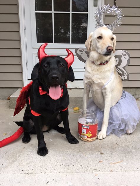 dog costumes Black And White Dog Costume, Matching Costume With Dog, Angel Dog, Devil Angel, Matching Costumes, Pet Halloween Costumes, Cat Costume, Black And White Dog, Dog Halloween Costumes