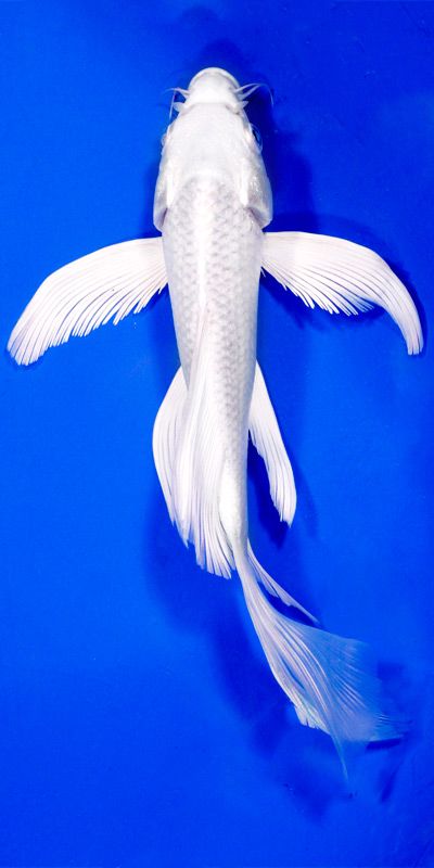 Goldfish are rewarding pets to have. Their proper care, however, is not always… Butterfly Koi Fish Art, Butterfly Koi Fish, White Koi Fish, Karp Koi, Butterfly Koi, Common Carp, Pretty Fish, Koi Ponds, Koi Art