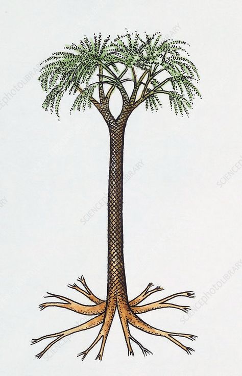 Seed fern prehistoric tree, illustration - Stock Image - C051/6103 - Science Photo Library Prehistoric Plants, Prehistoric World, Science Photos, Dnd Art, Tree Illustration, Photo Library, Biology, Fern, Seeds