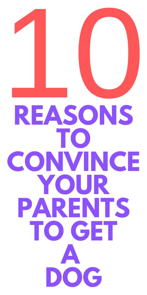 10 REASONS to Convince your Parents to Get a Dog - Do you want to get a dog? Here are reasons to convince your family to get a dog. Will they work? How To Convince Your Parents For A Dog, Reasons To Get A Dog, Dog Essay, Persuasive Letter, Cute Puppy Photos, Entrepreneur Advice, Letter To Parents, Yorkie Dogs, Getting A Puppy