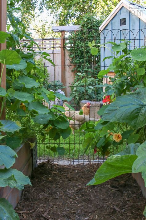 Fenced Vegetable Garden, Potager Garden, Backyard Vegetable Gardens, Farmhouse Garden, Wire Fence, Vegetable Garden Design, Garden Fencing, Garden Fence, Chickens Backyard