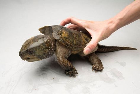 Loopholes found in licensing for raising big-headed turtles Turtle Species, Snake Turtle, Turtle Day, Joel Sartore, The Turtles, Wichita Kansas, Reptiles Pet, Creature Concept, Animals Of The World