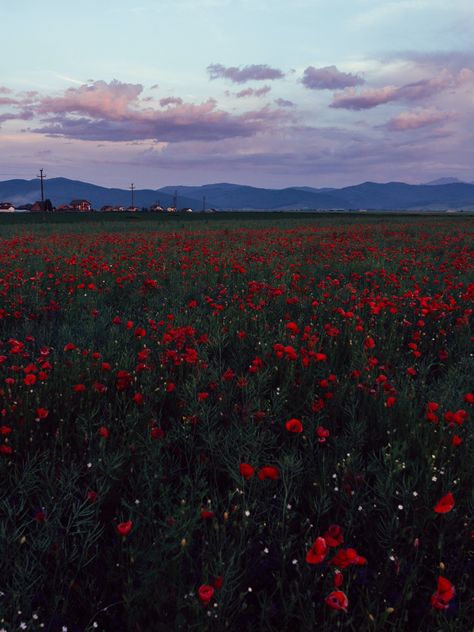 Dark Flower Field, Garden Corner Ideas, Midnights Aesthetic, False God, Poppy Wallpaper, Corner Ideas, Garden Corner, Wild Poppies, Garden Aesthetic